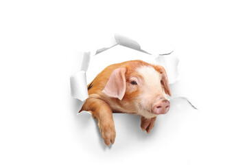 Cute little piglet peeking through a hole
