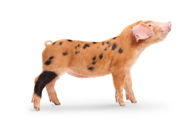 Side shot of a piglet looking up © Ljupco Smokovski