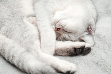 Fototapeta na wymiar British Shorthair cat sleeps on a gray bedspread.