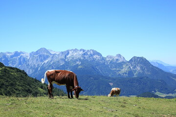 Fototapeta na wymiar Kühe auf der Alm am Gosaukamm, Österreich