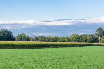 An alfalfa field next to a corn field with trees and storm clouds approaching in the autumn.