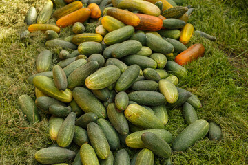 Heap of ripe green and overripe yellow cucumbers lying on the green grass. Harvesting cucumbers