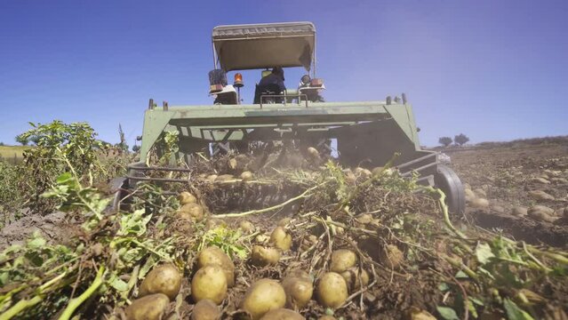 The threshing machine pulls potatoes from the ground.
The threshing machine is working, which removes the potato from the soil by its stem. Agricultural production.
