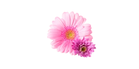 Foto auf Acrylglas Antireflex two pink flowers © M.Dörr & M.Frommherz