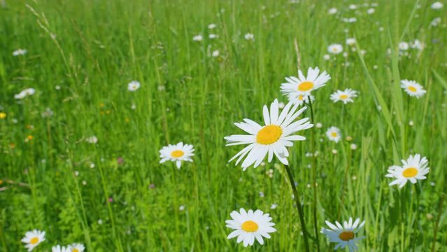 White blooming chamomile flowers summer field meadow. Beautiful flower sways in the wind on a sunny day. Slow motion.