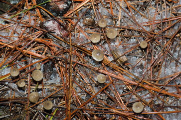 Mushrooms on the forest floor covered by hail. The Nublo Rural Park. Tejeda. Gran Canaria. Canary Islands. Spain.