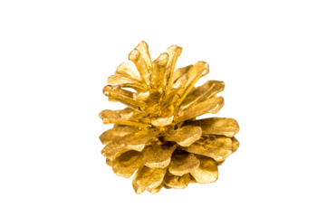 golden fir cone