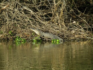 Louisiana alligator resting on down trees in Lake Fausse Pointe
