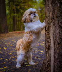 shih tzu dog stands near a tree in the park in autumn
