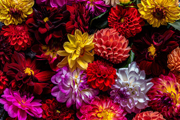 Flower banner.Full Frame Shot of colorful Dahlia Flowers. Floral background. - Powered by Adobe