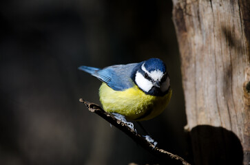 African blue tit Cyanistes teneriffae hedwigii. The Nublo Rural Park. Tejeda. Gran Canaria. Canary Islands. Spain.