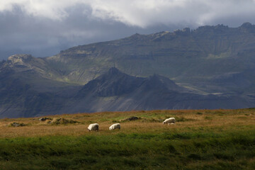 Sheep Grazing on the Sn&aelig;fellsnes Peninsula, located in western Iceland.