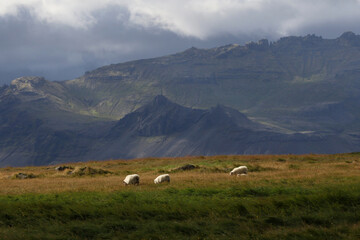 Sheep Grazing on the Snæfellsnes Peninsula, located in western Iceland.
