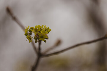 Macro shot of yellow and green maple tree blossoms and leaf bud in spring in bright sunlight with blue sky in background. Close-up picture of maple flowers of tree branch