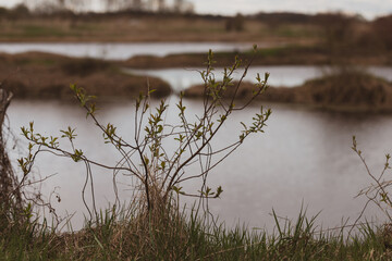 willow bush in spring near pond