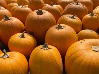 pile of pumpkins Halloween 