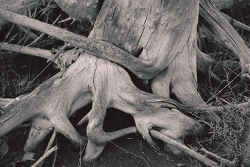 intertwined roots background