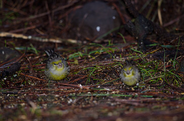 Atlantic canaries Serinus canaria eating on the forest floor. The Nublo Rural Park. Tejeda. Gran Canaria. Canary Islands. Spain.