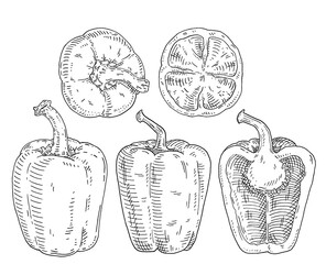 Whole and half sweet bell peppers. Vintage engraving vector black illustration.