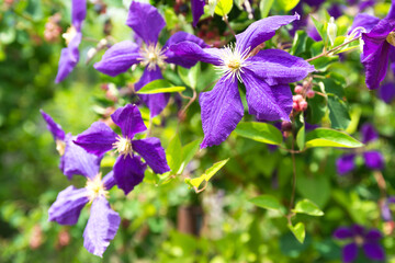 Clematis flowers (Latin Clematis) in garden. it is genus of plants in buttercup family (Ranunculaceae). Clematis are perennial herbaceous plants growing in subtropical and temperate climatic zones. - Powered by Adobe