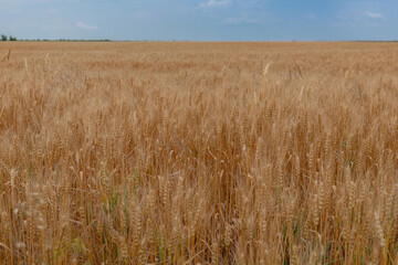 Landscape photo of the field of ripe wheat. Ripening ears of wheat. Closeup photo with selective focus