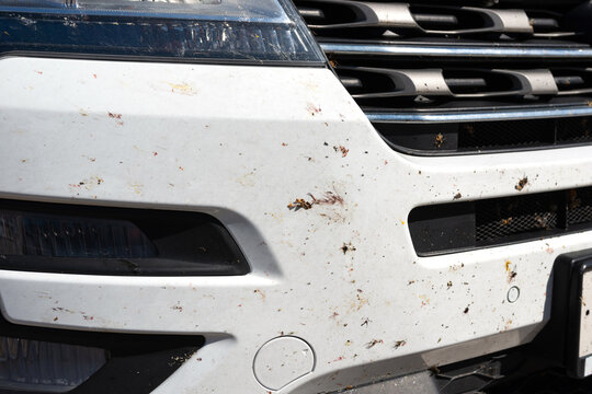 a close photo of white car, shot after a long-distance trip. all body parts are covered with blots of broken insects. Photo of the car before washing