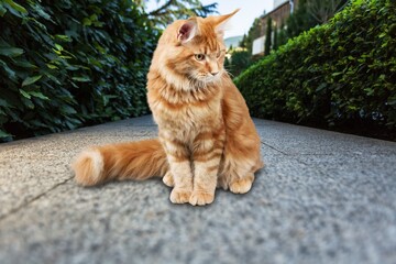 Cute domestic cat posing on street background