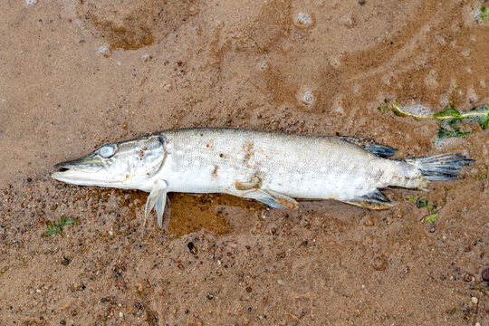 dead pike on the sand on the shore of the lake. Environmental problems