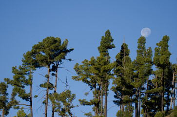 Forest of Canary Island pine Pinus canariensis and moon. Integral Natural Reserve of Inagua. Gran Canaria. Canary Islands. Spain.
