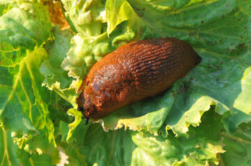  Spanish slug (Arion vulgaris) is dangerous pest agriculture.Slug eating a lettuce leaf. ** Note: Shallow depth of field.