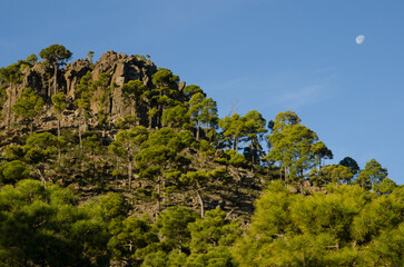 Forest of Canary Island pine Pinus canariensis in the Ojeda Mountain and moon. Natural Reserve of Inagua. Gran Canaria. Canary Islands. Spain.