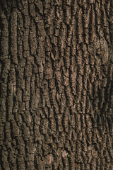 Tree bark texture
