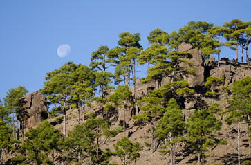 Forest of Canary Island pine Pinus canariensis in the Ojeda Mountain. Integral Natural Reserve of Inagua. Gran Canaria. Canary Islands. Spain.