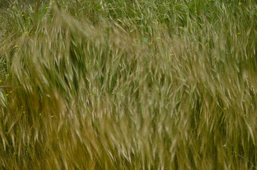 Oats Avena sp. and shortpod mustard Hirschfeldia incana moving by the wind. La Aldea de San Nicolas. Gran Canaria. Canary Islands. Spain.