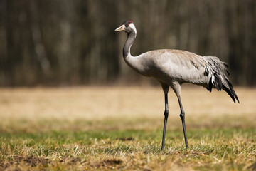 Obraz na płótnie Canvas Common crane, grus grus, walking on dry grassland in autumn from side. Long- legged bird moving on meadow in fall. Grey feathered animal standing on field.