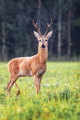 noble beautiful young deer with horns walks in the early morning in clearing on the background of forest