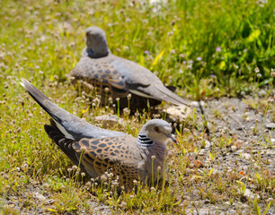 European turtle doves Streptopelia turtur sunbathing. Integral Natural Reserve of Inagua. Gran Canaria. Canary Islands. Spain.