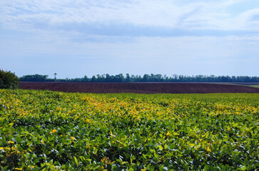 Farm field growing soybeans. Agriculture field after the harvest against blue sky in the background. Empty land with no plants. Freshly tilled soil with till marks and textures in the dirt makes