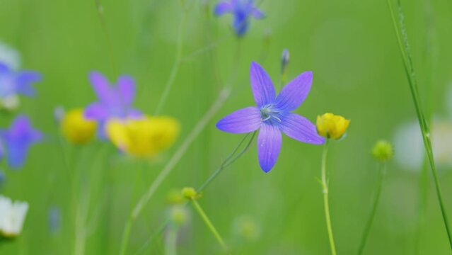 Blooming meadow in fresh day on wild flowers. Lawn wild flowers bluebells. Flowers purple color modern and trendy season color. Slow motion.