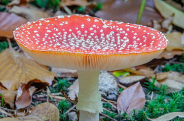 a flying mushroom with lots of nice dots