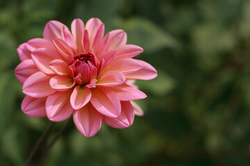 Fresh pink Dahlia flower head on light green defocused background. Dahlia petals closeup. Pink Dahlia blooming. Big autumn flowers. Floral background. Valentines day. Mothers day. Copy space