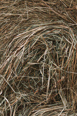 grass background