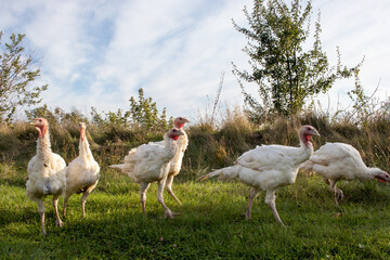 Rural countryside landscape whith broad breasted white domestic turkey graze on green grass in the meadow, on green grass. Organic animals farm. Panoramic view.  - obrazy, fototapety, plakaty