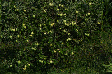Apple tree "White filling", big harvest, horticulture