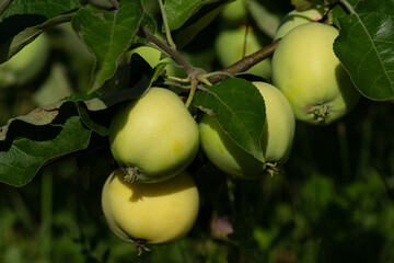 green apples on a tree