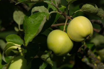 Close-up apples are weighed on a tree, on a branch,