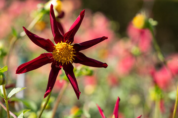 Stunning deep red star shaped dahlia flowers by the name verrone's obsidian, photographed againsta a clear blue sky on a sunny day in late summer at RHS Wisley, near Woking in Surrey UK