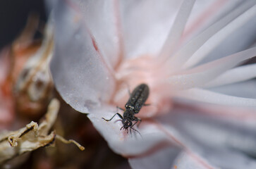 Beetle dasytes subaenescens on a flower. Integral Natural Reserve of Inagua. Gran Canaria. Canary Islands. Spain.