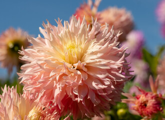 Stunning dark pink dahlia flowers by the name Hapet Champagne, photographed with a macro lens on a sunny day in early autumn at Wisley, near Woking in Surrey UK