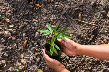 Farmer Holding a Cannabis Plant in garden, marijuana plants.